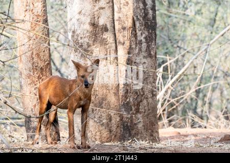 Ein indischer Wildhund alias Indian Dhole, der sich neben seinem Kill im Pench Tiger Reservat während einer Wildtiersafari entspannt Stockfoto