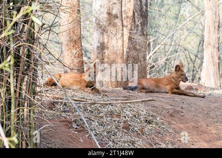 Ein indischer Wildhund alias Indian Dhole, der sich neben seinem Kill im Pench Tiger Reservat während einer Wildtiersafari entspannt Stockfoto