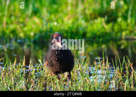 Ein Dusky Moorhen-Küken, Gallinula tenebrosa, im späten Nachmittagslicht am Herdsman Lake in Perth, Western Australia. Stockfoto