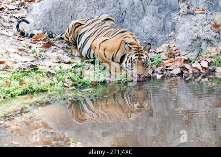 Ein Sub-adulter Tiger trinkt Wasser aus einem Wasserloch mit seiner Reflexion im Wasser im Schatten des Baumes an einem heißen Sommernachmittag im Wald Stockfoto