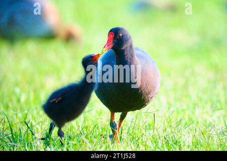 Ein erwachsener Dusky Moorhen, Gallinula tenebrosa, füttert ein Hühnchen im späten Nachmittagslicht am Herdsman Lake, Perth, Western Australia. Stockfoto