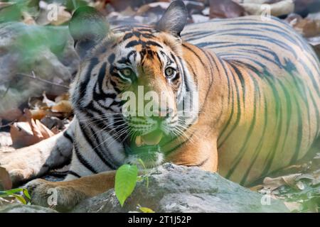 Ein Tiger, der sich an einem heißen Sommernachmittag im Bandhavgarh Tiger Reservat während der Safari im Schatten des Baumes entspannt Stockfoto