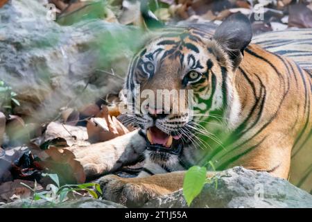 Ein Tiger, der sich an einem heißen Sommernachmittag im Bandhavgarh Tiger Reservat während der Safari im Schatten des Baumes entspannt Stockfoto