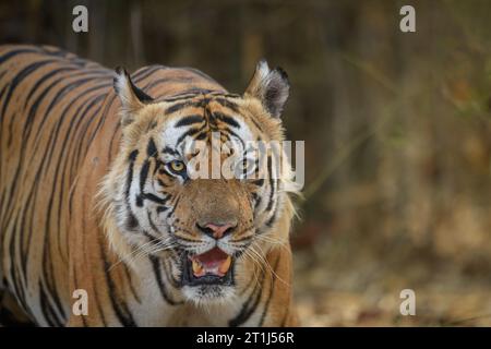 Frontales Porträt eines Reifen männlichen Tigers vor trockenem Bambuswaldhintergrund Stockfoto