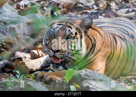 Ein Tiger, der sich an einem heißen Sommernachmittag im Bandhavgarh Tiger Reservat während der Safari im Schatten des Baumes entspannt Stockfoto