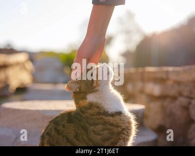 Cats of Turkey, kleiner Ferienort Side mit antiken griechischen Ruinen. Weibliche Touristen streicheln streunende Katze auf der Straße über Sonnenuntergang im Frühling oder Herbst Stockfoto