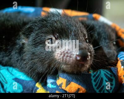 Tasmanian Devil joey wuchs in Devils@Cradle im Cradle Mountain National Park auf Stockfoto