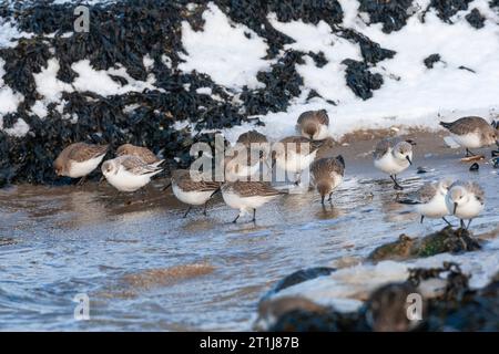 Futtersuche an Dunlins (Calidris alpina alpina) und Sanderlings im kalten Winter am Strand des Brouwersdams in den Niederlanden. Stockfoto