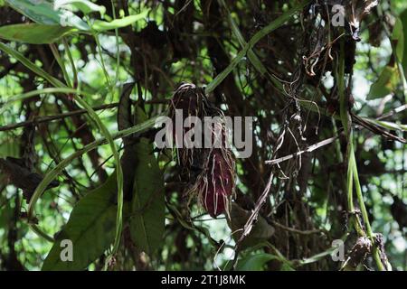 Blick auf die Luftknollen der violetten Sorte der Purple Yam (Dioscorea Alata) mit den wachsenden neuen Wurzeln, die an der Rebe hängen Stockfoto