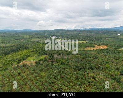 Luftaufnahme der Palmölplantage in Pekanbaru, Riau, Indonesien. Stockfoto