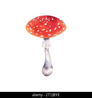 Fliegen Sie auf Agarisch. Nützliche Pilze. Aquarellabbildung auf einem isolierten Hintergrund. Waldpflanzen. Herbstwald Stockfoto