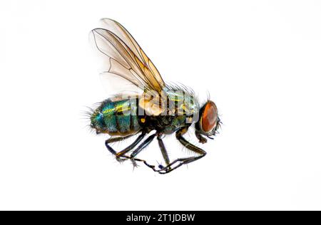 Gemeinsame grüne Flaschenfliege (Lucilia sericata). Makrofotostapel mit 145 Bildern. Stockfoto