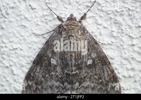 Mottenblaues Band Catocala fraxini sitzt an einer weißen Wand Stockfoto