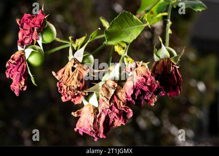 Verwelkte rote Rosen im Herbstgarten. Trockene Rosen auf einem Busch Stockfoto