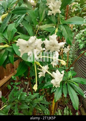 Brunfelsia undulata Stockfoto