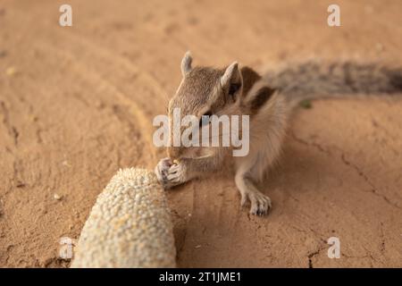 Eichhörnchen in Indien isst Hirse von Spindeln auf dem Boden Stockfoto