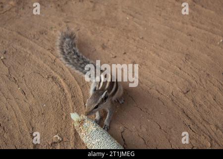 Eichhörnchen isst Hirse von einem Hirseohr, das auf dem Boden liegt Stockfoto