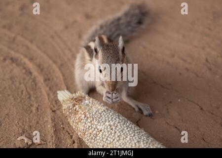 Eichhörnchen isst Hirse auf dem Boden, Nahaufnahme Foto Stockfoto