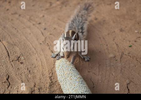 Eichhörnchen, das ein Hirsekorn isst, das auf dem Boden liegt. Nahaufnahme. Stockfoto