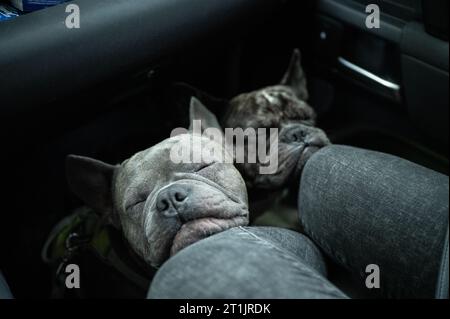 Zwei französische Bulldoggen, die entspannt im Fußbereich der Beifahrerseite in einem Auto unterwegs sind und ihren Kopf auf die Knie des Besitzers legen. Stockfoto