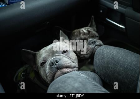 Zwei französische Bulldoggen, die entspannt im Fußbereich der Beifahrerseite in einem Auto unterwegs sind und ihren Kopf auf die Knie des Besitzers legen. Stockfoto