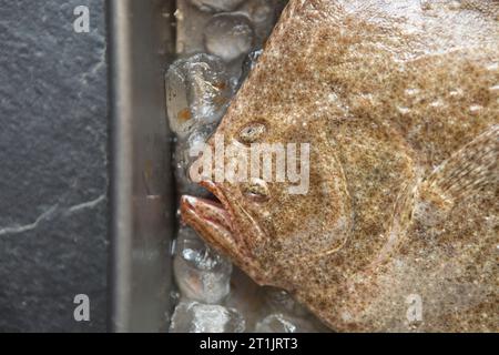 Ein roher Steinbutt, Scophthalmus maximus, der im englischen Kanal gefangen wird und mit Olivenöl gegrillt wird. Dorset England GB Stockfoto