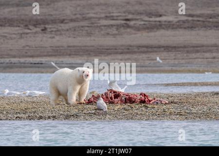 Kanada, Nunavut, Coningham Bay. Eisbär ernährt sich von einem Belugawal-Kadaver. Stockfoto