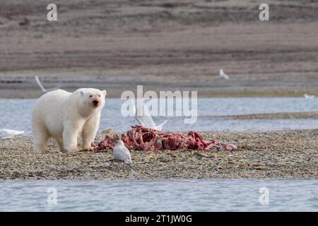 Kanada, Nunavut, Coningham Bay. Eisbär ernährt sich von einem Belugawal-Kadaver. Stockfoto