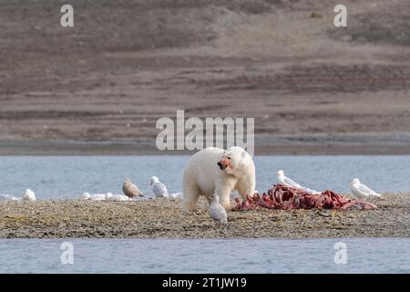 Kanada, Nunavut, Coningham Bay. Eisbär ernährt sich von einem Belugawal-Kadaver. Stockfoto