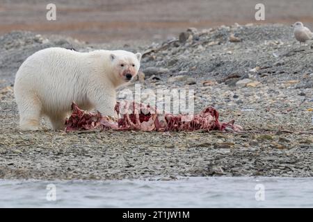 Kanada, Nunavut, Coningham Bay. Eisbär ernährt sich von einem Belugawal-Kadaver. Stockfoto