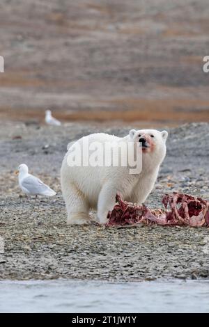 Kanada, Nunavut, Coningham Bay. Eisbär ernährt sich von einem Belugawal-Kadaver. Stockfoto