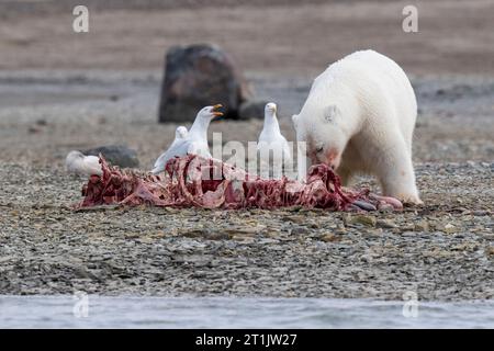 Kanada, Nunavut, Coningham Bay. Eisbär ernährt sich von einem Belugawal-Kadaver. Stockfoto