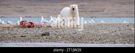 Kanada, Nunavut, Coningham Bay. Eisbär ernährt sich von einem Belugawal-Kadaver. Stockfoto