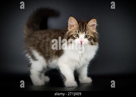 Sibirische Katze auf weißem Hintergrund Stockfoto