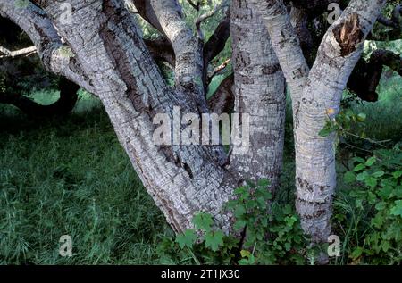 Eichenwälder, Los Osos Eichen State Reserve, Kalifornien Stockfoto