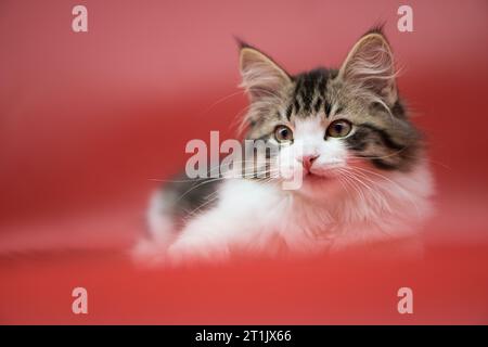Sibirische Katze auf farbigem Hintergrund Stockfoto