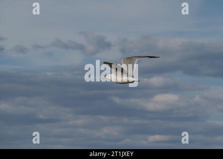 Erwachsener der Gelbbeinmöwe Larus michahellis. Phot, der auf der Insel Tabarca, Gemeinde Alicante, Spanien, gefangen wird. Stockfoto