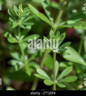 Spalter, Galium aparine. Es handelt sich um eine einjährige Pflanze der Familie Rubiaceae. Foto gemacht in der Provinz Ciudad Real, Spanien Stockfoto