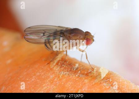 Fruchtfliege oder Essigfliege (Drosophila melanogaster) auf Karottenschalen. Stockfoto