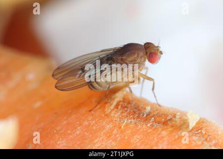 Fruchtfliege oder Essigfliege (Drosophila melanogaster) auf Karottenschalen. Stockfoto