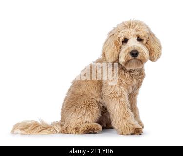 Süßer Creme junger Labradoodle-Hund, der seitlich sitzt. Ich sehe direkt in die Kamera ein bisschen traurig aus. Mund geschlossen. Isoliert auf weißem Hintergrund. Stockfoto