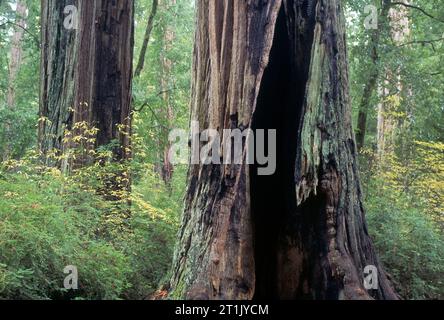 Chimney Tree auf dem Redwood Nature Trail (vor dem Feuer), Big Basin Redwoods State Park, Kalifornien Stockfoto