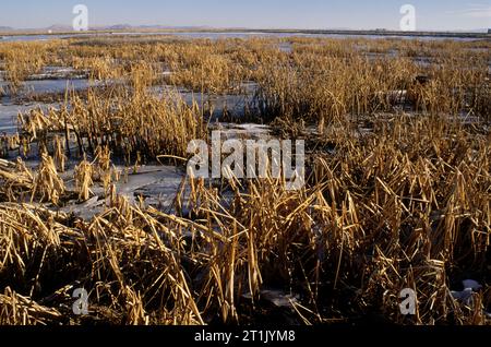 Discovery Marsh, Lower Klamath National Wildlife Refuge, Kalifornien Stockfoto