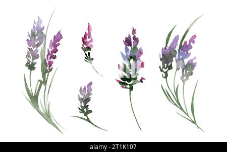 Set mit Aquarellillustrationen von Lavendel. Zarte lilafarbene handgezeichnete Blumen isoliert auf weißem Hintergrund Stockfoto