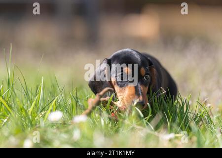 Niedliche kleine Wurst Welpe Hund draußen in der Natur auf Gras Stockfoto