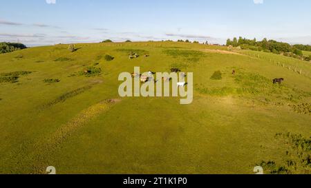 Blick von oben auf die Pferde am Berghang auf der Pferdefarm. Pferde laufen auf grünem Gras Stockfoto