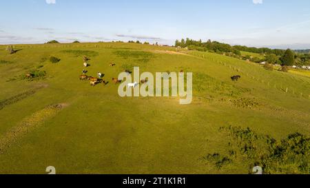 Blick von oben auf die Pferde am Berghang auf der Pferdefarm. Pferde laufen auf grünem Gras Stockfoto