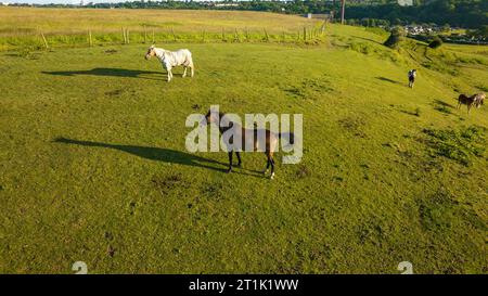 Blick von oben auf die Pferde am Berghang auf der Pferdefarm. Pferde laufen auf grünem Gras Stockfoto