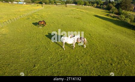 Blick von oben auf die Pferde am Berghang auf der Pferdefarm. Pferde laufen auf grünem Gras Stockfoto