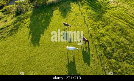 Blick von oben auf die Pferde am Berghang auf der Pferdefarm. Pferde laufen auf grünem Gras Stockfoto